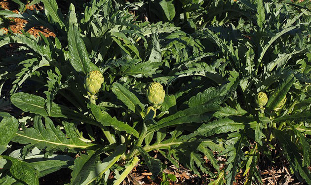 artichoke plants