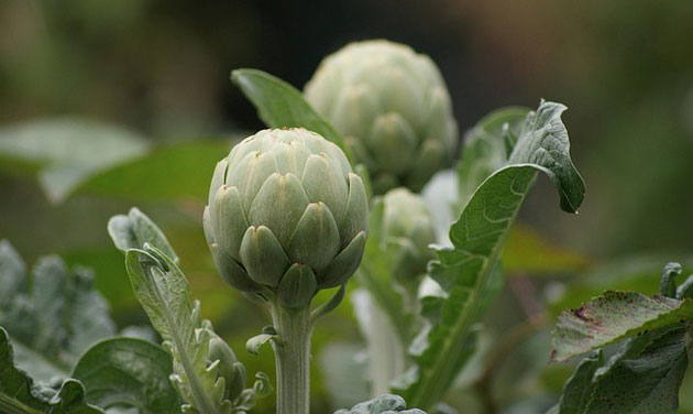 How to Grow Artichoke at Home Easily