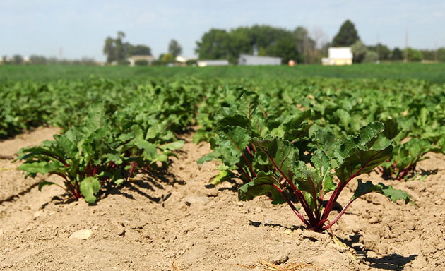 beet field