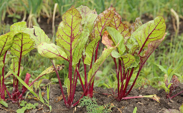 beet leaves are similar to chard