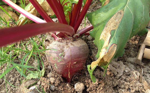 beet root developing and near harvest time
