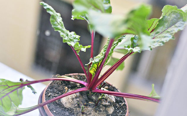 beetroot growing in container