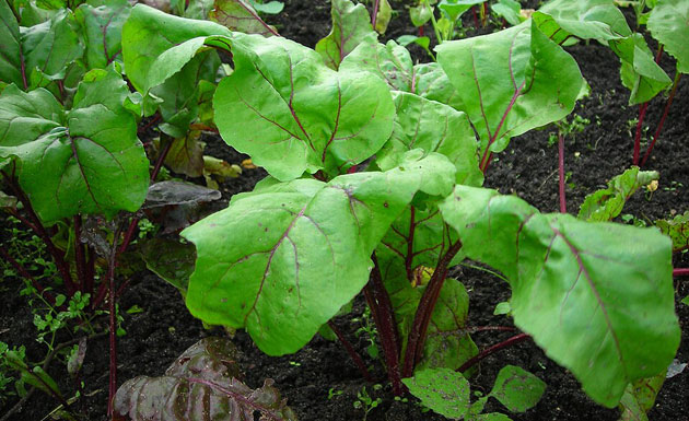 beetroot leaves