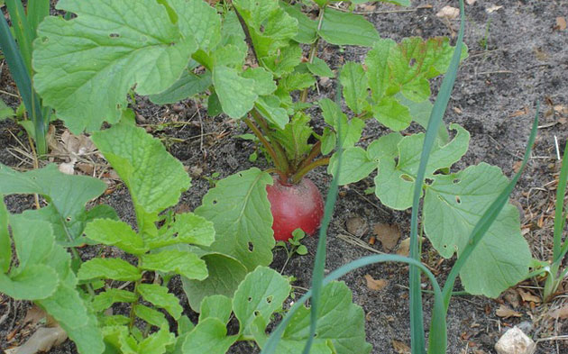 beetroot developing