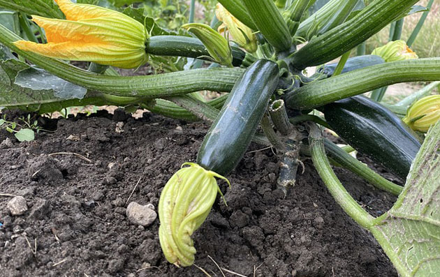 The Ultimate Guide: How to Grow Zucchini at Home