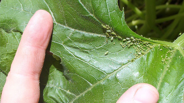aphids on zucchini