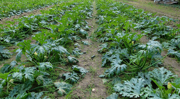 zucchini farm