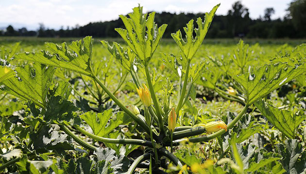 zucchini field