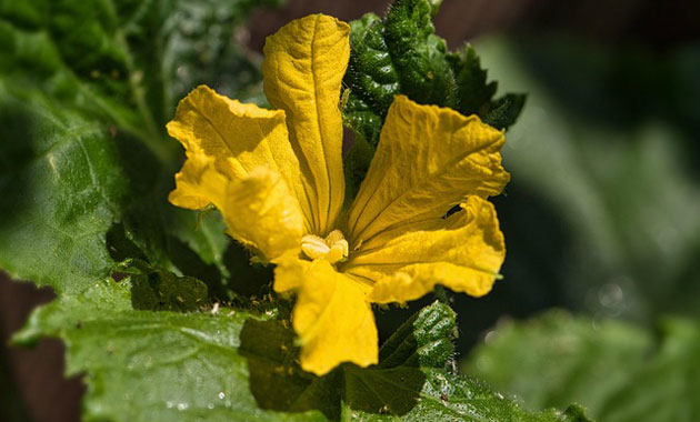 zucchini flower