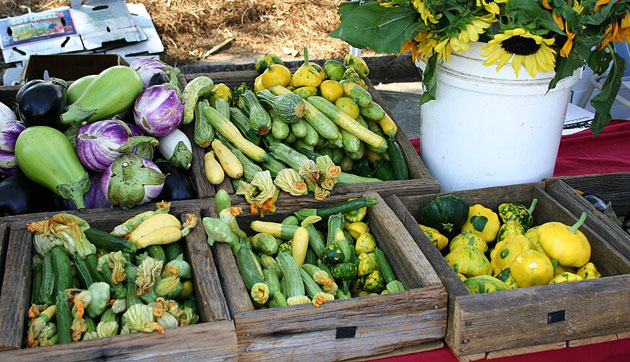 zucchini harvest
