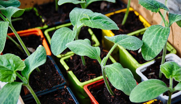zucchini seedlings