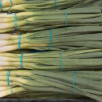 How to Grow Scallions Faster than You Think Possible