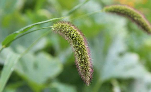 golden german foxtail millet