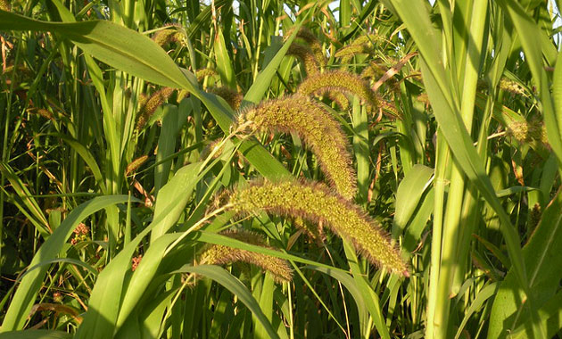 growing millet
