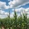 How to Grow Millet at Home (Not Difficult)