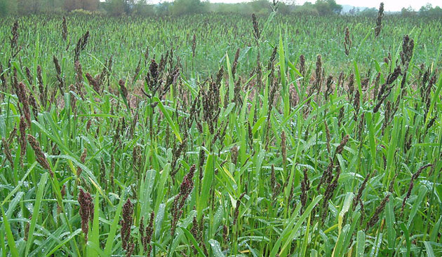 japanese millet