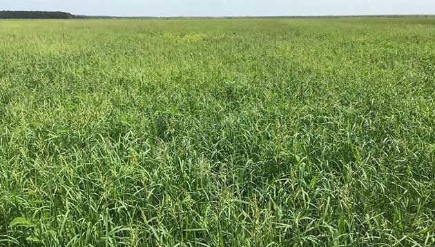millet field