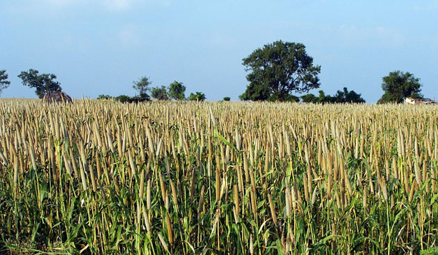pearl millet field