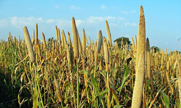 pearl millet
