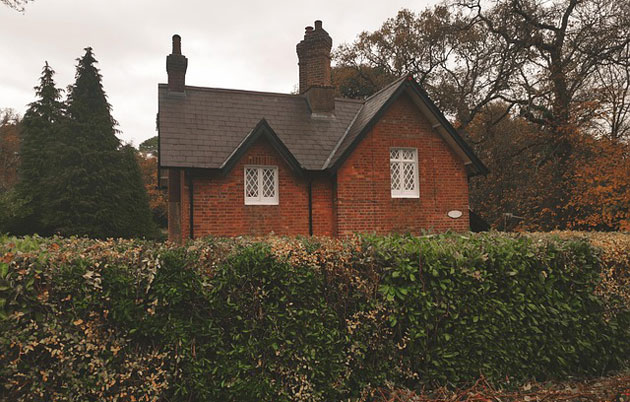 How to Grow a Hedge FAST