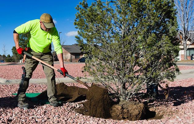 fertilizing the root ball