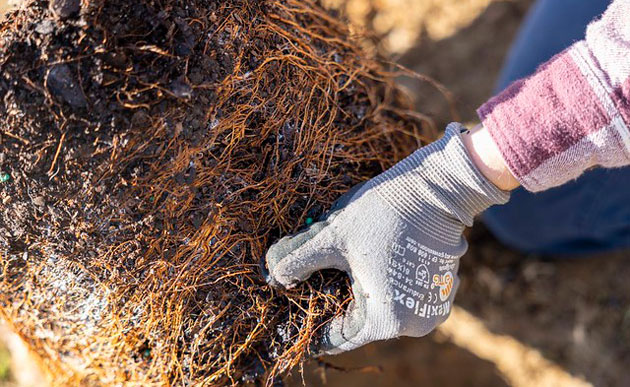 trimming the root ball
