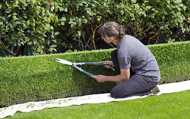 pruning a hedge