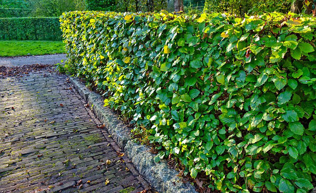 trimmed hedge