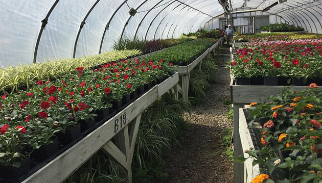 greenhouse flower growing