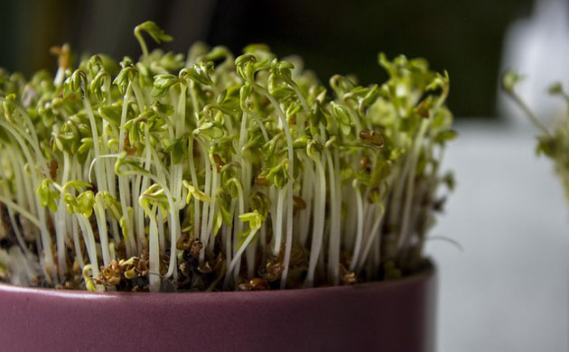sprouts or microgreens