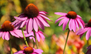 How to Grow Echinacea at Home Easily