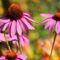 How to Grow Echinacea at Home Easily
