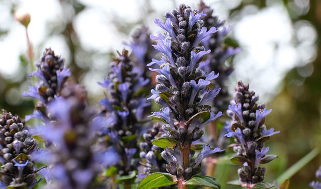 bugleweed