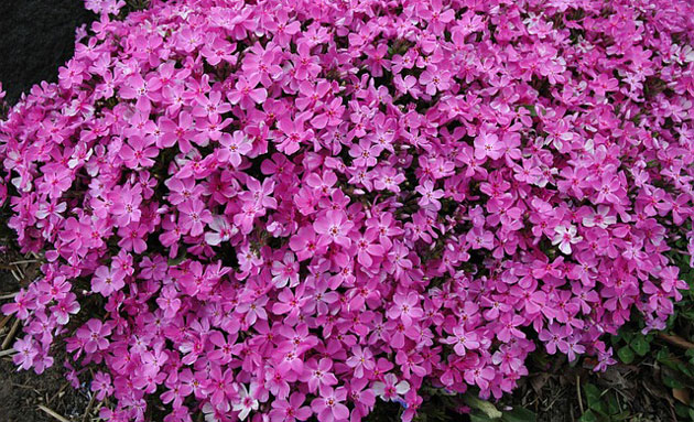 creeping phlox