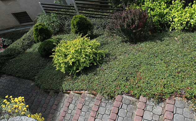 ground cover