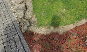 Guidelines for Growing Ground Covers