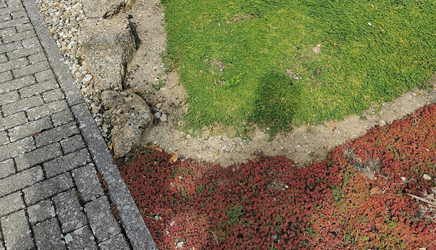 Guidelines for Growing Ground Covers