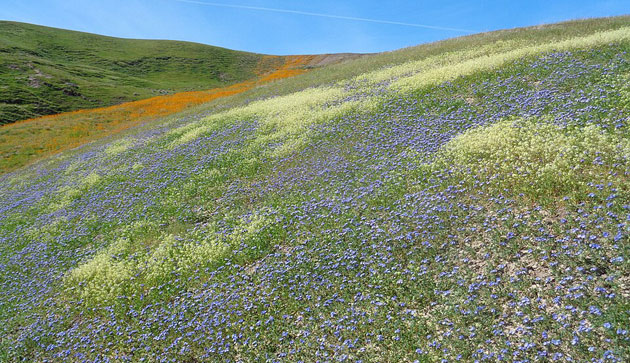 natural ground covers