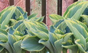 Why You Should be Growing Hostas