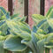 Why You Should be Growing Hostas