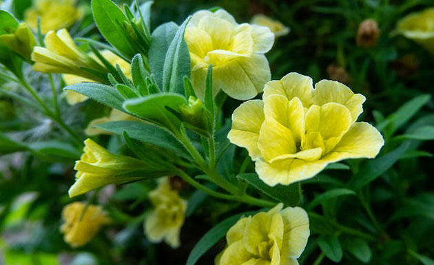 evening primrose