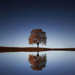 How to Grow a Moon Garden (with minimal fuss)