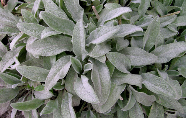 lambs ear