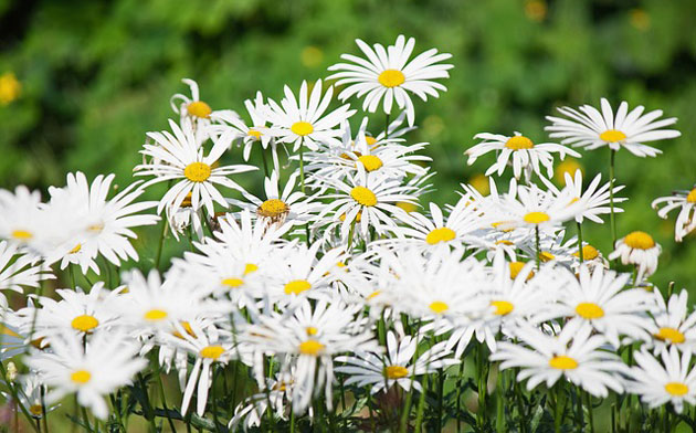 shasta daisies