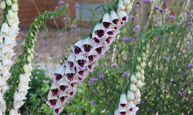 white foxglove