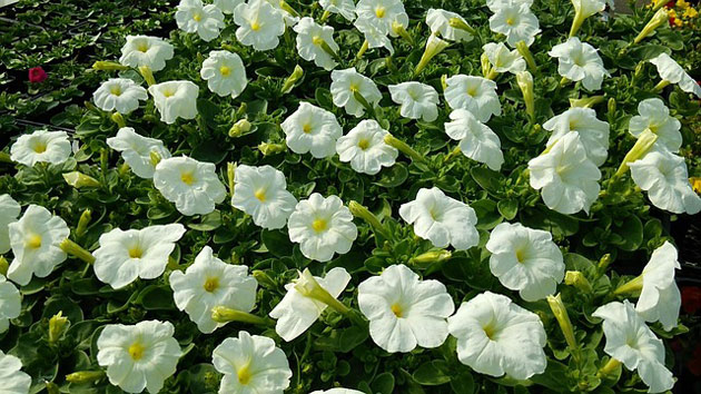 white petunias
