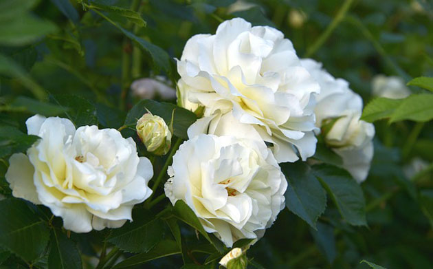 white roses