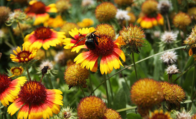 blanket flowers