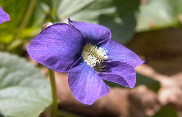 common blue violet