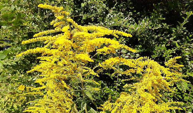 goldenrod
